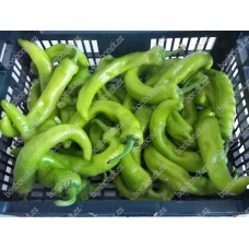 Maďarská paprika zelená pálivá krátká